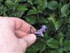 Photo of Genus=Plectranthus&Species=&Common=Swedish Ivy, Spurflower&Cultivar=Mona Lavender