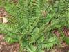 Photo of Genus=Polystichum&Species=acrostichoides&Common=Christmas Fern&Cultivar=