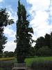 Photo of Genus=Populus&Species=tremula&Common=Columnar Sweedish Aspen&Cultivar='Erecta'