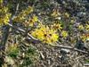 Photo of Genus=Hamamelis&Species=mollis&Common=Princeton Gold Chinese Witchhazel&Cultivar='Princeton Gold'