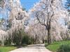 Photo of Genus=Prunus&Species=subhirtella var. pendula&Common=Weeping Cherry&Cultivar=