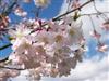 Photo of Genus=Prunus&Species=subhirtella&Common=Autumn Flowering Higan Cherry&Cultivar='Autumnalis'