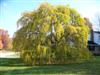 Photo of Genus=Prunus&Species=subhirtella var. pendula&Common=Weeping Cherry&Cultivar=