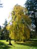 Photo of Genus=Prunus&Species=subhirtella var. pendula&Common=Weeping Cherry&Cultivar=