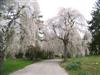 Photo of Genus=Prunus&Species=subhirtella var. pendula&Common=Weeping Cherry&Cultivar=