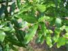 Photo of Genus=Quercus&Species=acutissima&Common=Sawtooth Oak&Cultivar=
