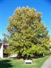 Photo of Genus=Quercus&Species=bicolor&Common=Swamp White Oak&Cultivar=