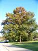 Photo of Genus=Quercus&Species=imbricaria&Common=Shingle Oak&Cultivar=