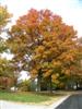 Photo of Genus=Quercus&Species=palustris&Common=Pin Oak&Cultivar=