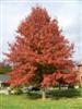 Photo of Genus=Quercus&Species=palustris&Common=Pin Oak&Cultivar=