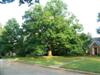 Photo of Genus=Quercus&Species=prinus&Common=Chestnut Oak&Cultivar=