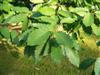 Photo of Genus=Quercus&Species=prinus&Common=Chestnut Oak&Cultivar=