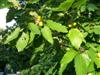 Photo of Genus=Quercus&Species=prinus&Common=Chestnut Oak&Cultivar=