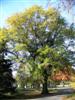 Photo of Genus=Quercus&Species=nigra&Common=Water Oak&Cultivar=