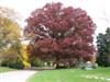 Photo of Genus=Quercus&Species=alba&Common=White Oak&Cultivar=