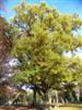 Photo of Genus=Quercus&Species=cerris&Common=Turkey Oak&Cultivar=