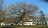 Photo of Genus=Quercus&Species=macrocarpa&Common=Bur Oak&Cultivar=