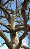 Photo of Genus=Quercus&Species=macrocarpa&Common=Bur Oak&Cultivar=