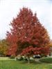 Photo of Genus=Quercus&Species=palustris&Common=Pin Oak&Cultivar=