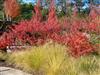 Photo of Genus=Rhus&Species=glabra&Common=Cutleaf Smooth Sumac&Cultivar=Laciniata