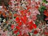 Photo of Genus=Rhus&Species=aromatica&Common=Gro-Low Fragrant Sumac&Cultivar='Gro-low'