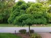 Photo of Genus=Robinia&Species=pseudoacacia&Common=Globe Black Locust&Cultivar='Umbraculifera'