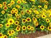 Photo of Genus=Rudbeckia&Species=hirta&Common=Denver Daisy Blackeyed Susan&Cultivar=Denver Daisy