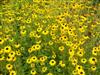 Photo of Genus=Rudbeckia&Species=fulgida&Common=Goldsturm Brown Eyed Susan&Cultivar='Goldsturm'