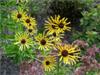 Photo of Genus=Rudbeckia&Species=submentosa&Common=Sweet Coneflower&Cultivar='Henry Eilers'