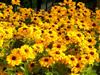 Photo of Genus=Rudbeckia&Species=hirta&Common=Tiger Eye Gold Blackeyed Susan&Cultivar=Tiger Eye Gold