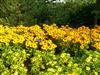 Photo of Genus=Rudbeckia&Species=hirta&Common=Tiger Eye Gold Blackeyed Susan&Cultivar=Tiger Eye Gold