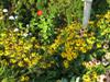 Photo of Genus=Rudbeckia&Species=hirta&Common=Black-Eyed Susan&Cultivar=pulcherrima