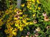 Photo of Genus=Rudbeckia&Species=hirta&Common=Black-Eyed Susan&Cultivar=pulcherrima