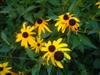 Photo of Genus=Rudbeckia&Species=fulgida&Common=Goldsturm Brown Eyed Susan&Cultivar='Goldsturm'