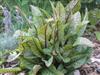 Photo of Genus=Rumex&Species=sanguineus&Common=Red Veined Dock&Cultivar=