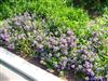 Photo of Genus=Scaevola&Species=&Common=Blue Ribbon Fan Flower&Cultivar=Blue Ribbon