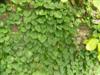 Photo of Genus=Schizophragma&Species=hydrangeoides&Common=Japanese Hydrangea-vine&Cultivar=