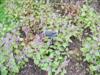Photo of Genus=Scutellaria&Species=ovata&Common=Heartleaf Skullcap&Cultivar=