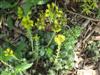 Photo of Genus=Sedum&Species=rupestre&Common=Stonecrop&Cultivar=