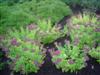 Photo of Genus=Sedum&Species=spectabile&Common=Neon Stonecrop&Cultivar='Neon'