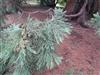 Photo of Genus=Sequoiadendron&Species=giganteum&Common=Giant Sequoia&Cultivar=