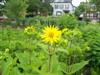 Photo of Genus=Silphium&Species=connatum&Common=Cup Plant&Cultivar=