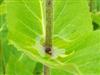 Photo of Genus=Silphium&Species=connatum&Common=Cup Plant&Cultivar=