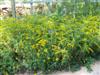 Photo of Genus=Solidago&Species=rugosa&Common=Fireworks Goldenrod&Cultivar='Fireworks'