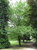Photo of Genus=Sorbus&Species=torminalis&Common=Checker Tree Wild Service Tree&Cultivar=