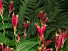 Photo of Genus=Spigelia&Species=marilandica&Common=Indian Pink&Cultivar=