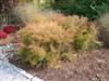 Photo of Genus=Spiraea&Species=thunbergii&Common=Mellow Yellow Spirea&Cultivar='Ogon' Mellow Yellow