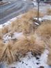 Photo of Genus=Sporobolus&Species=heterolepis&Common=Prairie Dropseed&Cultivar=