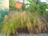 Photo of Genus=Sporobolus&Species=heterolepis&Common=Prairie Dropseed&Cultivar=