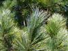 Photo of Genus=Pinus&Species=cembra&Common=Swiss Stone Pine&Cultivar=